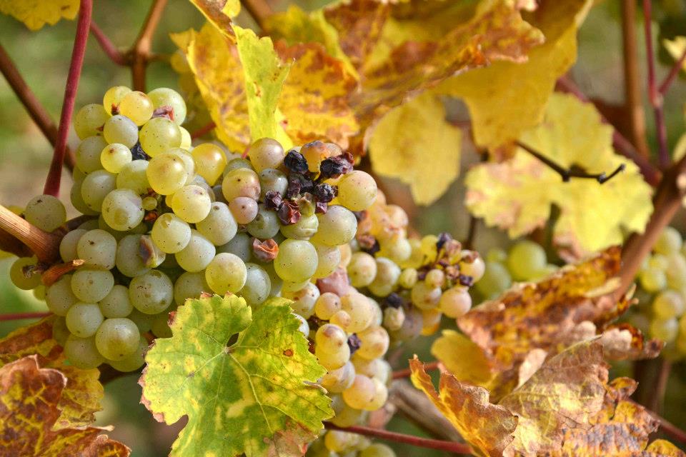 Am Wochenende: Weinrebe in der Sonne